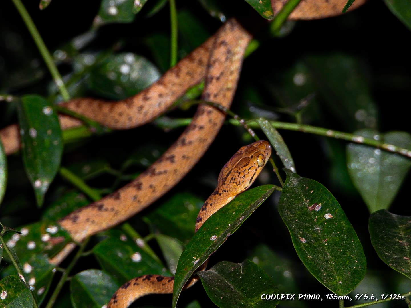 Macro Fauna Walks (Insect, Fungi, and Herping Trails)